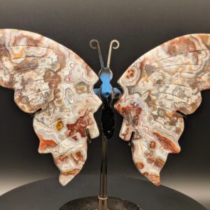 Crazy Lace Butterfly Agate Specimen Multifarious
