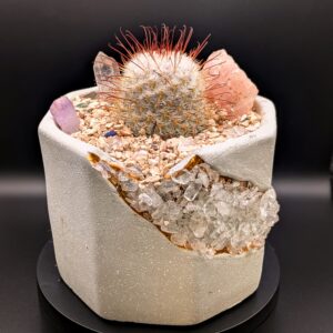 Living Gemstone Potted Cactus Real Plant with Natural Crystals Multifarious