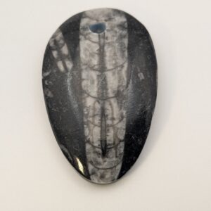 Orthoceras Pendant Natural Fossil Jewelry Ancient Cephalopod Multifarious